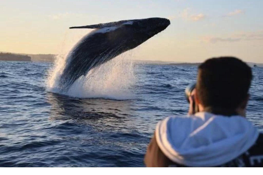 Whale Watching photo by a men